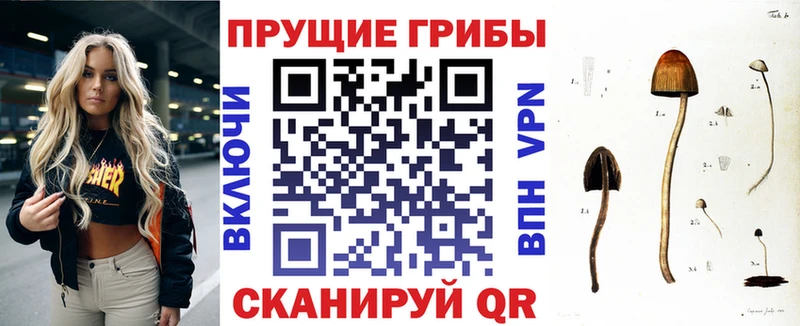 магазин продажи наркотиков ОМГ ОМГ рабочий сайт darknet как зайти Белоозёрский Псилоцибиновые грибы MAGIC MUSHROOMS